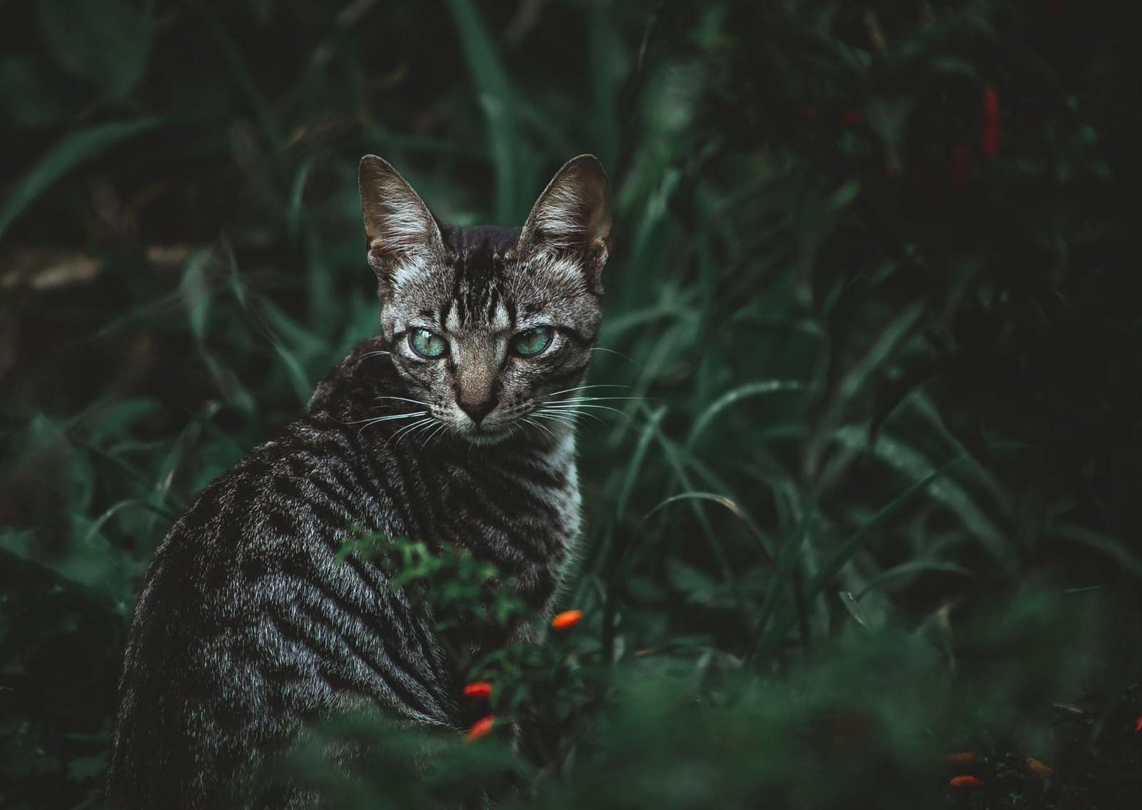 Nahaufnahme der Streifenzeichnung eines Toyger