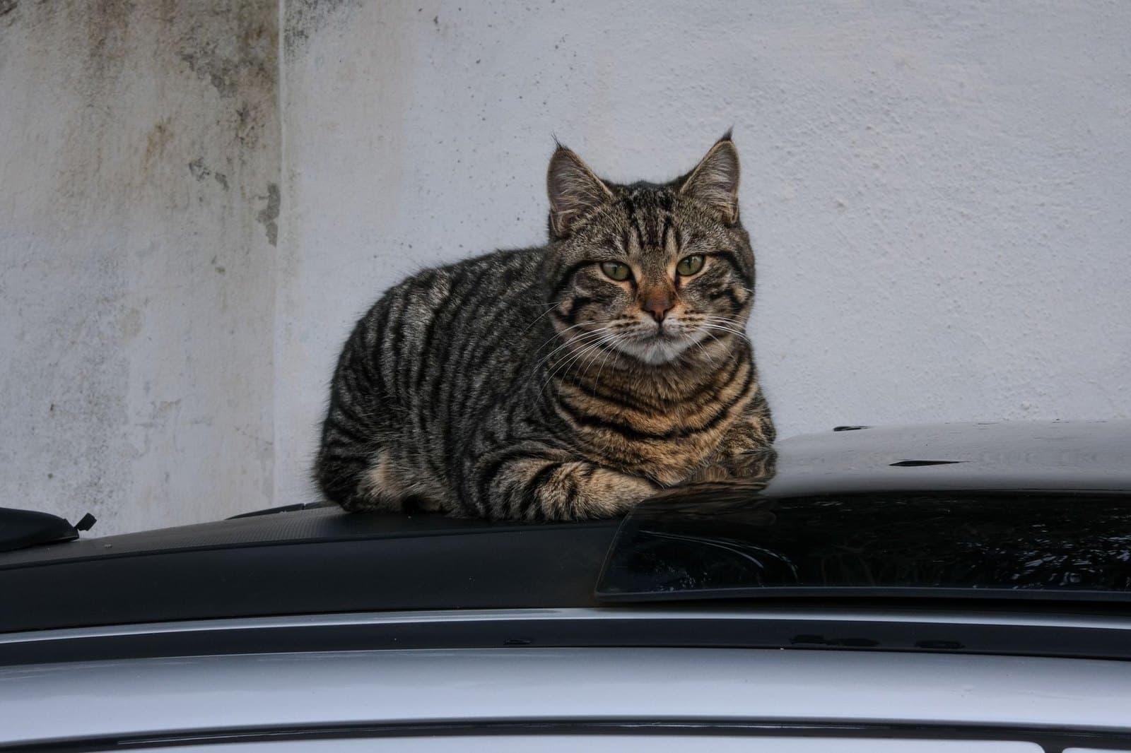 Symbolbild einer gestreiften Katze