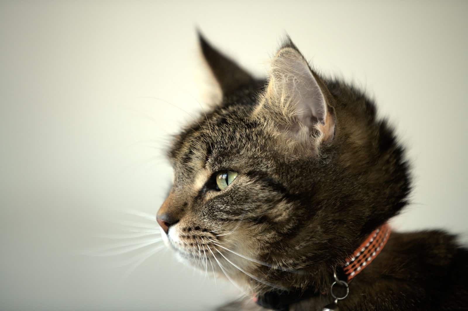 Symbolbild einer getigerten Katze mit Streifen