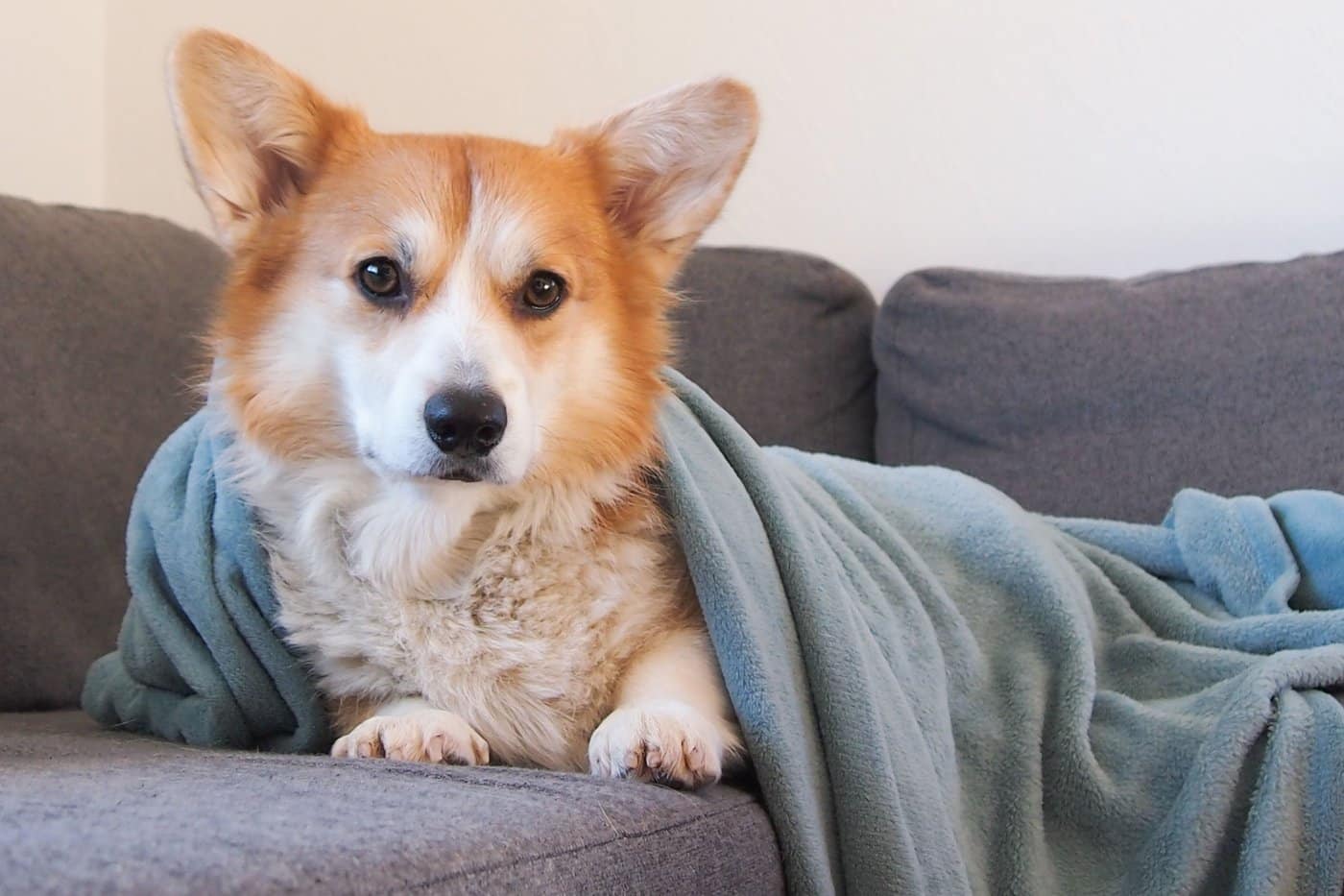Hund liegt entspannt allein zu Hause auf einer Decke