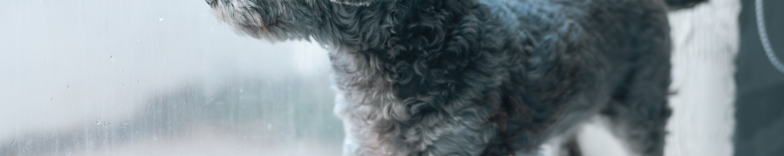 Trennungsangst beim Hund: Symptome erkennen und lösen