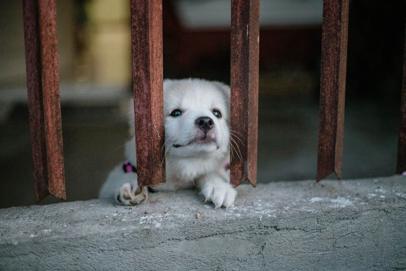 Hund wartet angespannt an der Wohnungstür auf seine Bezugsperson