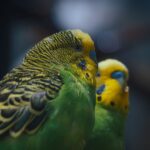 Trichomonaden beim Wellensittich: Symptome und Behandlung