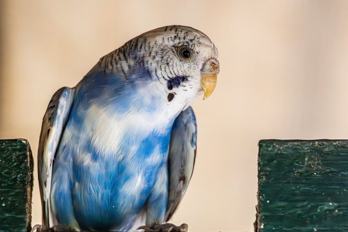 Blau-weisser Wellensittich mit geoeffnetem Schnabel