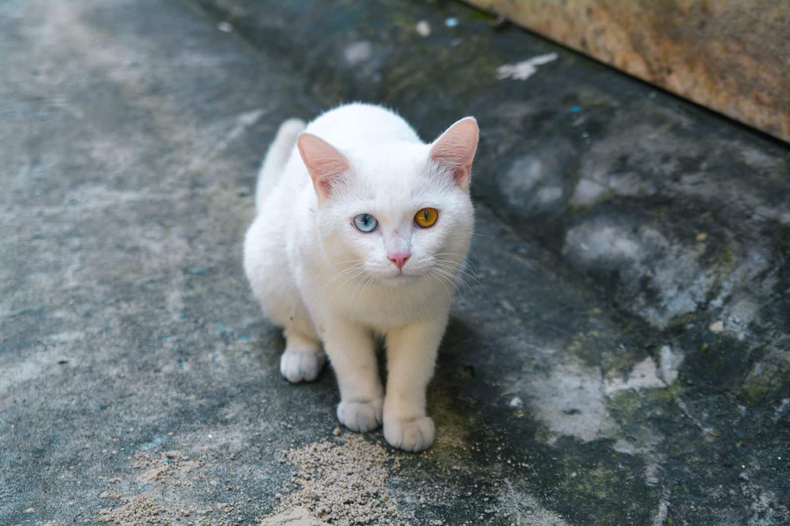 Weisse Katze mit zwei verschiedenfarbigen Augen