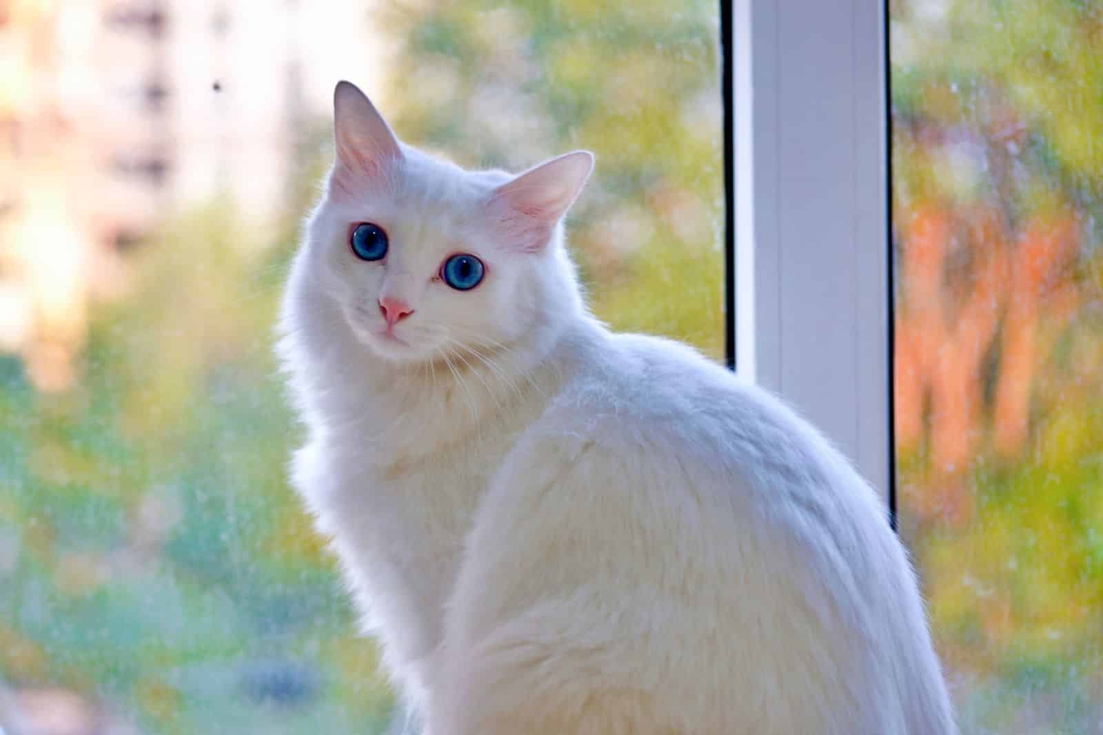 Weisse Katze sitzt aufmerksam am Fenster