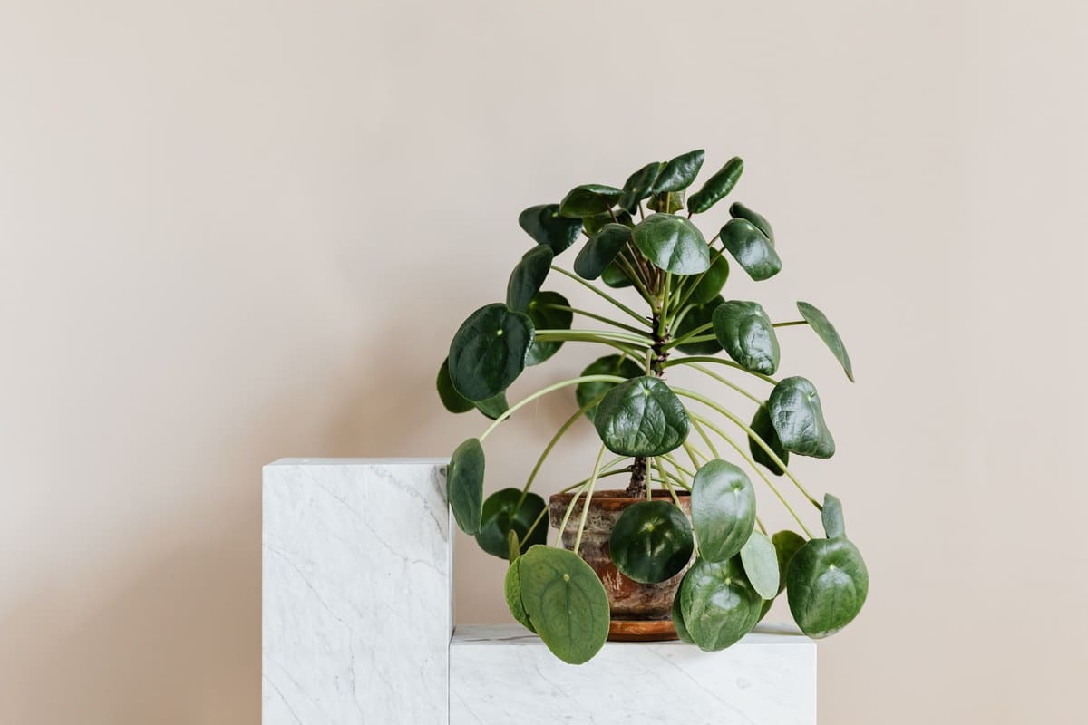 Ufopflanze (Pilea peperomioides), für Vögel unbedenklich