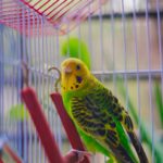 Vogelkundiger Tierarzt: So findest du den richtigen für deinen Vogel