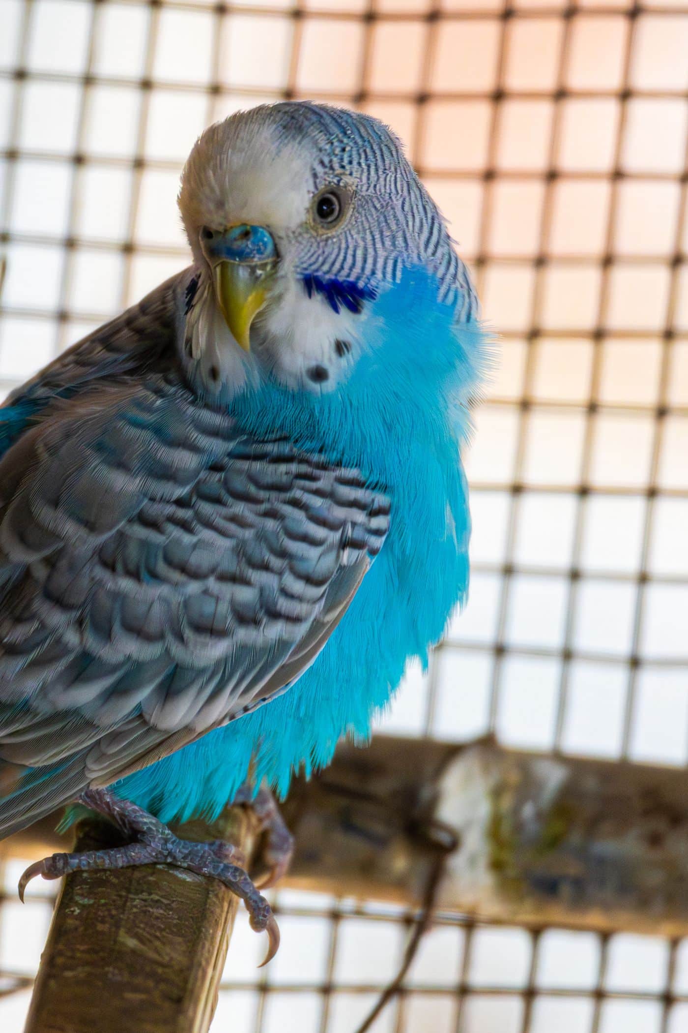 Blauer Wellensittich sitzt auf einer Sitzstange