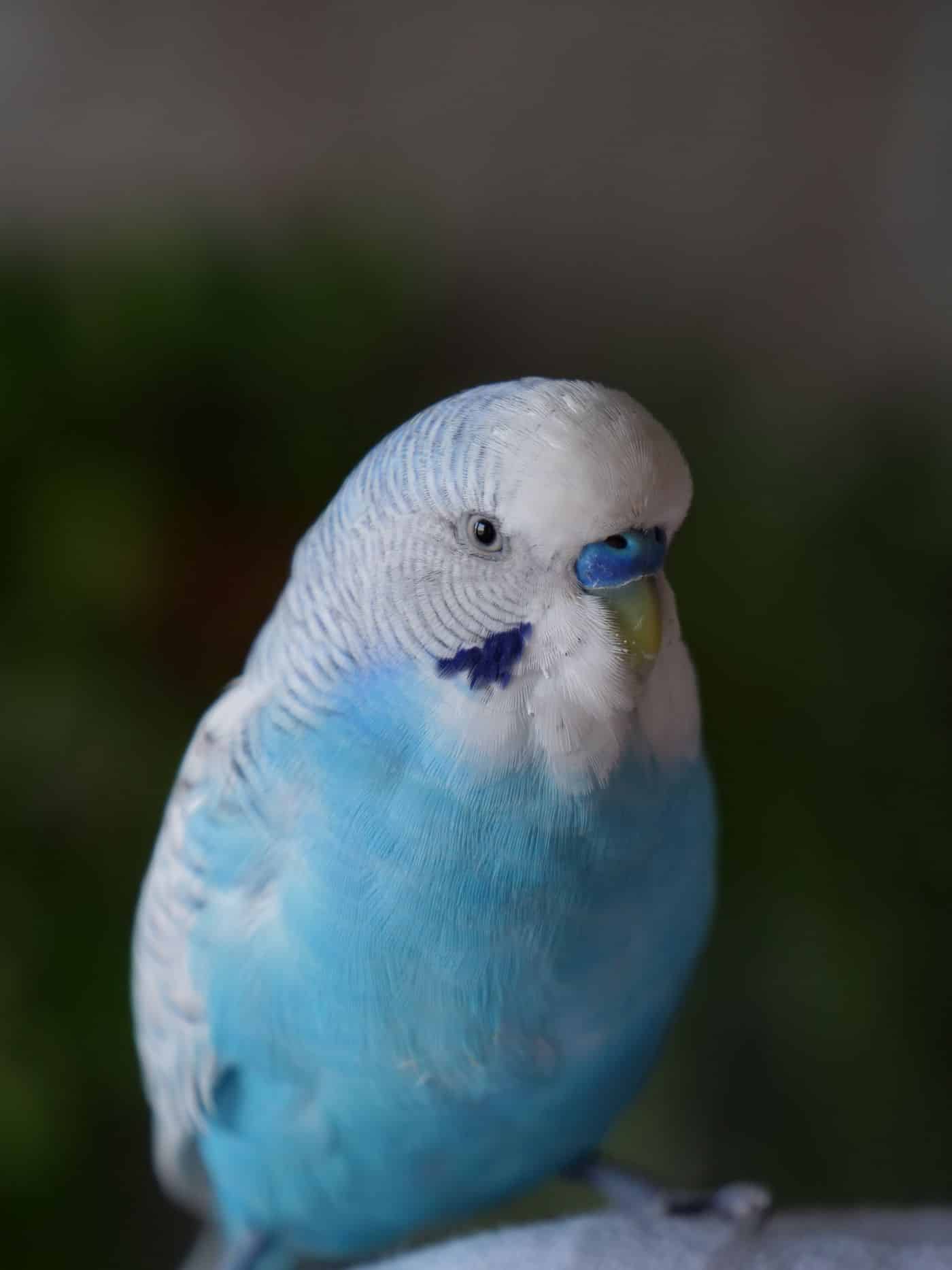 Nahaufnahme der blauen Wachshaut eines männlichen Wellensittichs