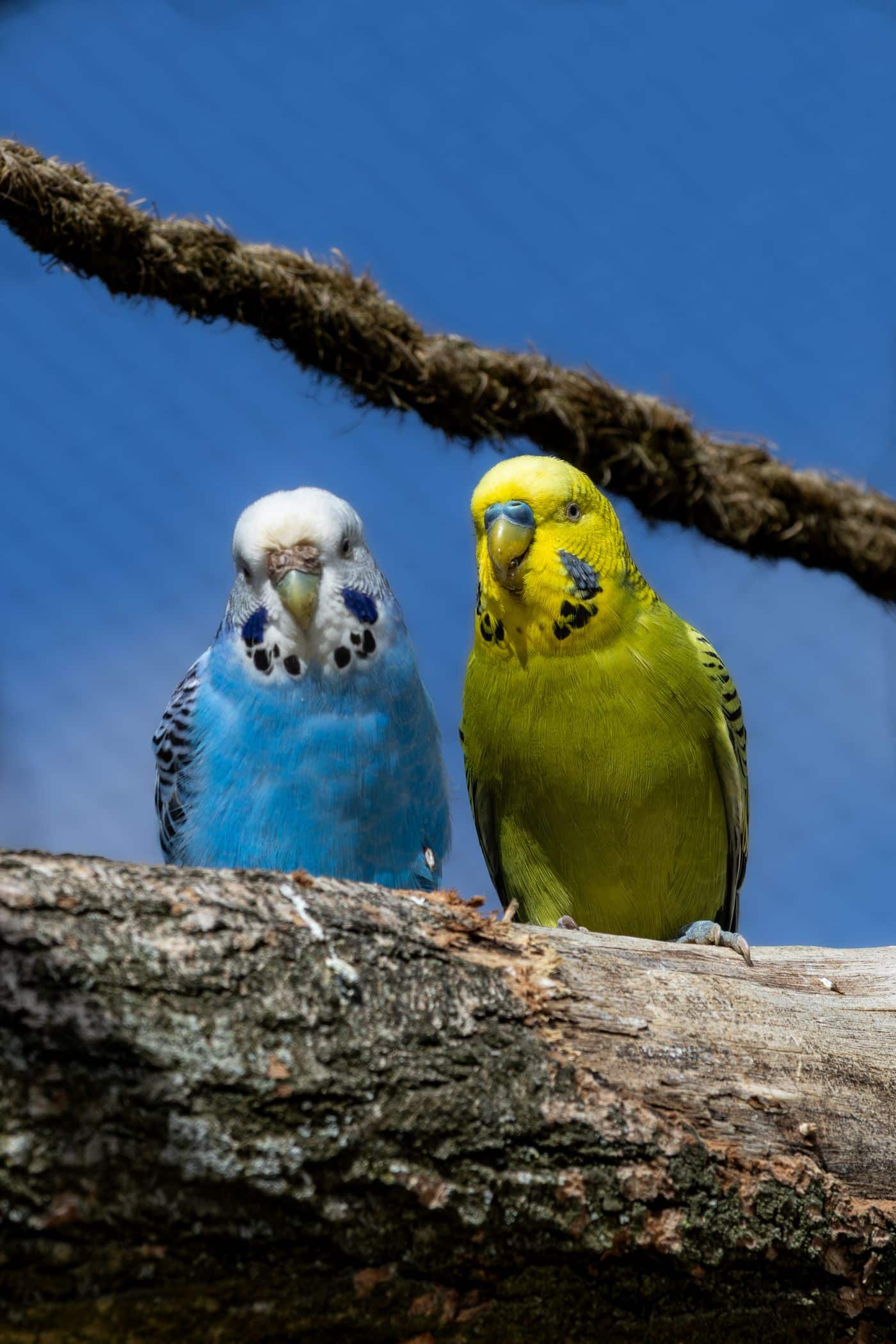 Wellensittich mit brauner Wachshaut neben einem Vogel mit blauer Wachshaut