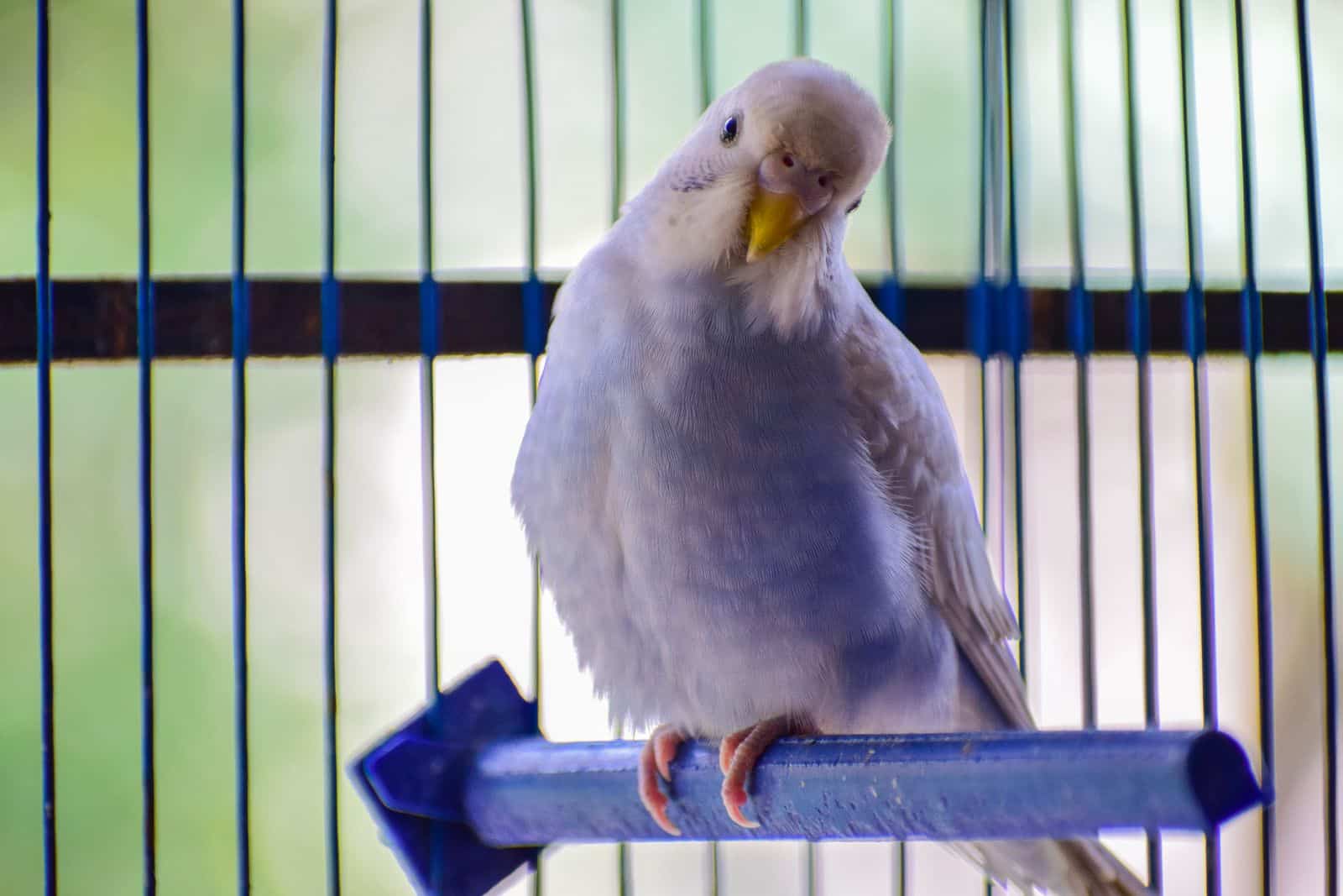 Weißer Wellensittich sitzt auf einer Stange im Käfig