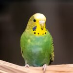 Wie viel kostet ein Wellensittich? Anschaffung und Kosten
