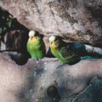 Wellensittiche zwitschern: Bedeutung, Lautstärke und Warnsignale