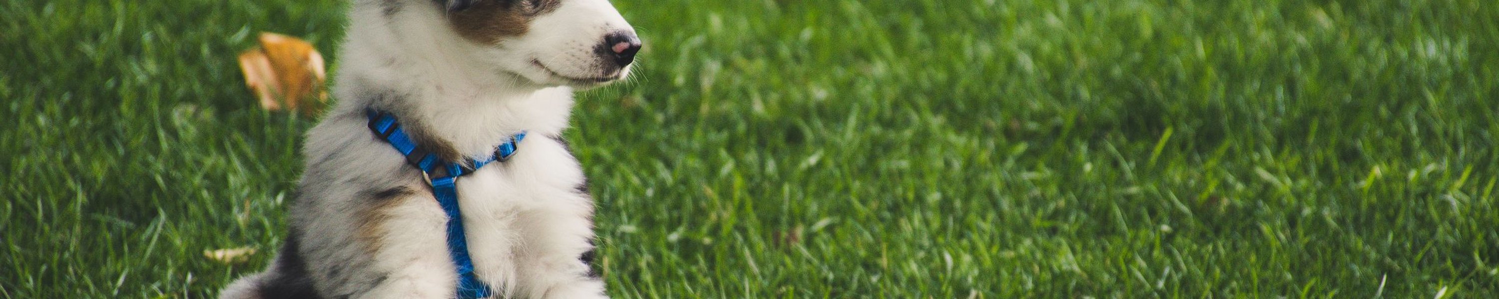 Welpe an die Leine gewöhnen: so gelingt es
