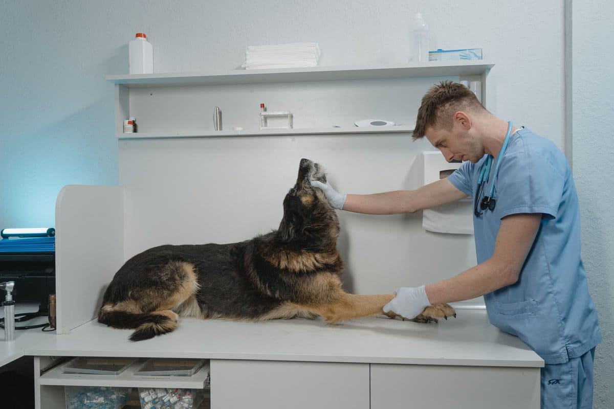 Zahn-OP beim Hund: Tierarzt untersucht das Gebiss in der Klinik