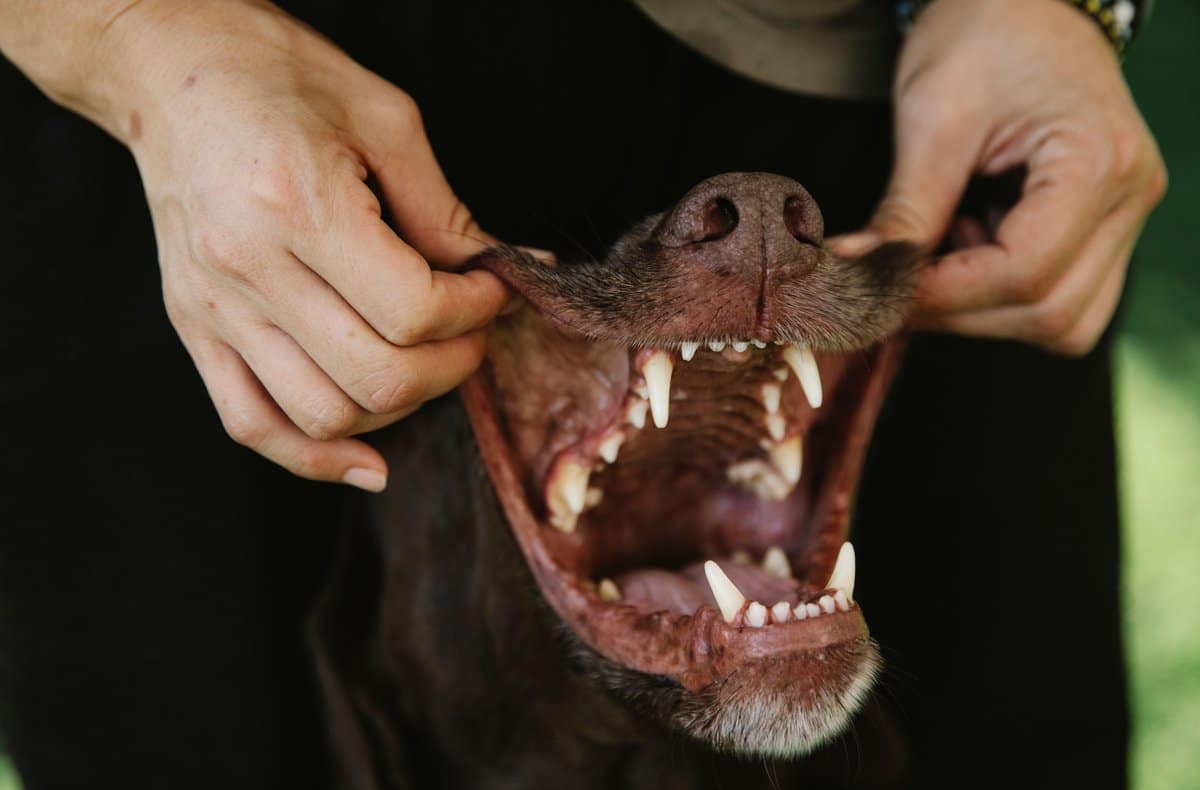 Blick ins Hundegebiss: Zähne und Zahnfleisch im Check