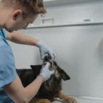 Zahn-OP beim Hund: Kosten, Ablauf und was wirklich dahintersteckt