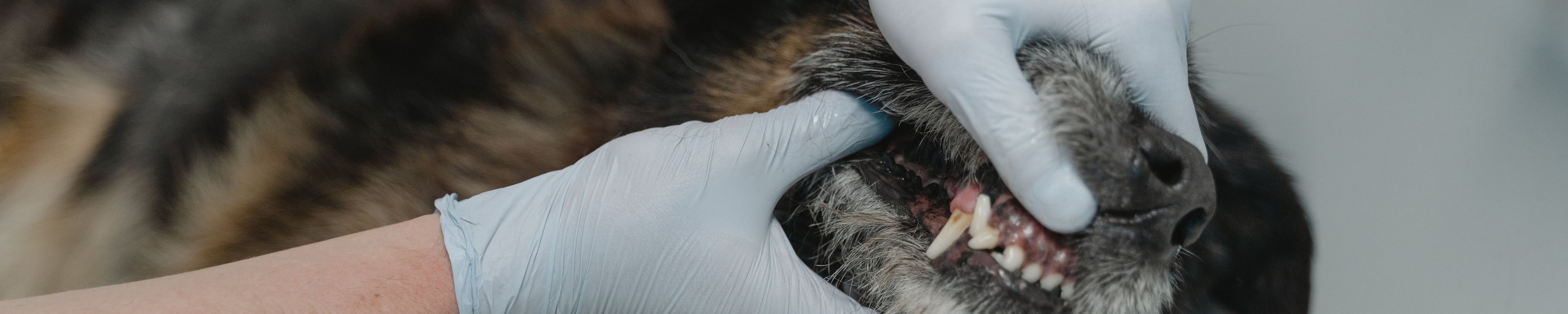 Zahn-OP beim Hund: Kosten, Ablauf und was wirklich dahintersteckt
