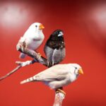 Zebrafinken im Porträt: Haltung, Geschlecht und Ernährung