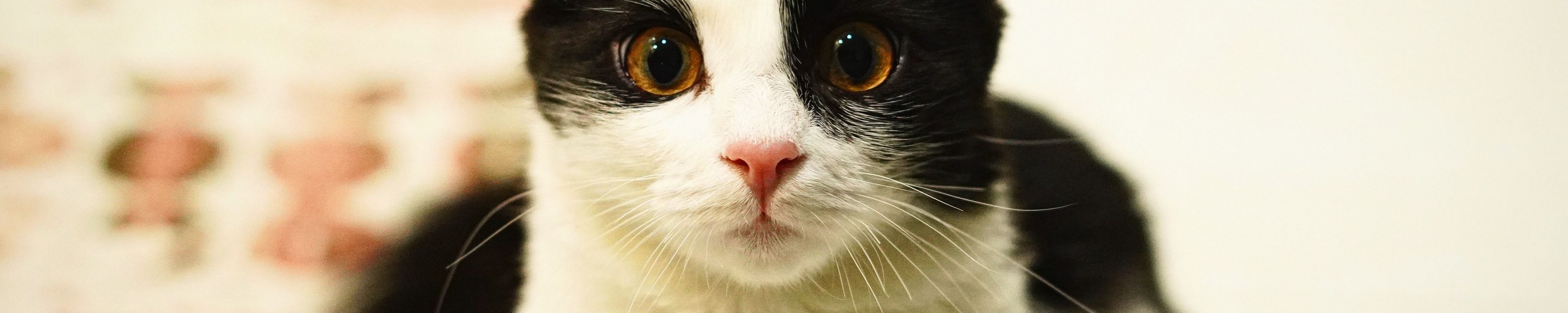 Zeolith für Katzen: Wirkung, Nieren und Risiken