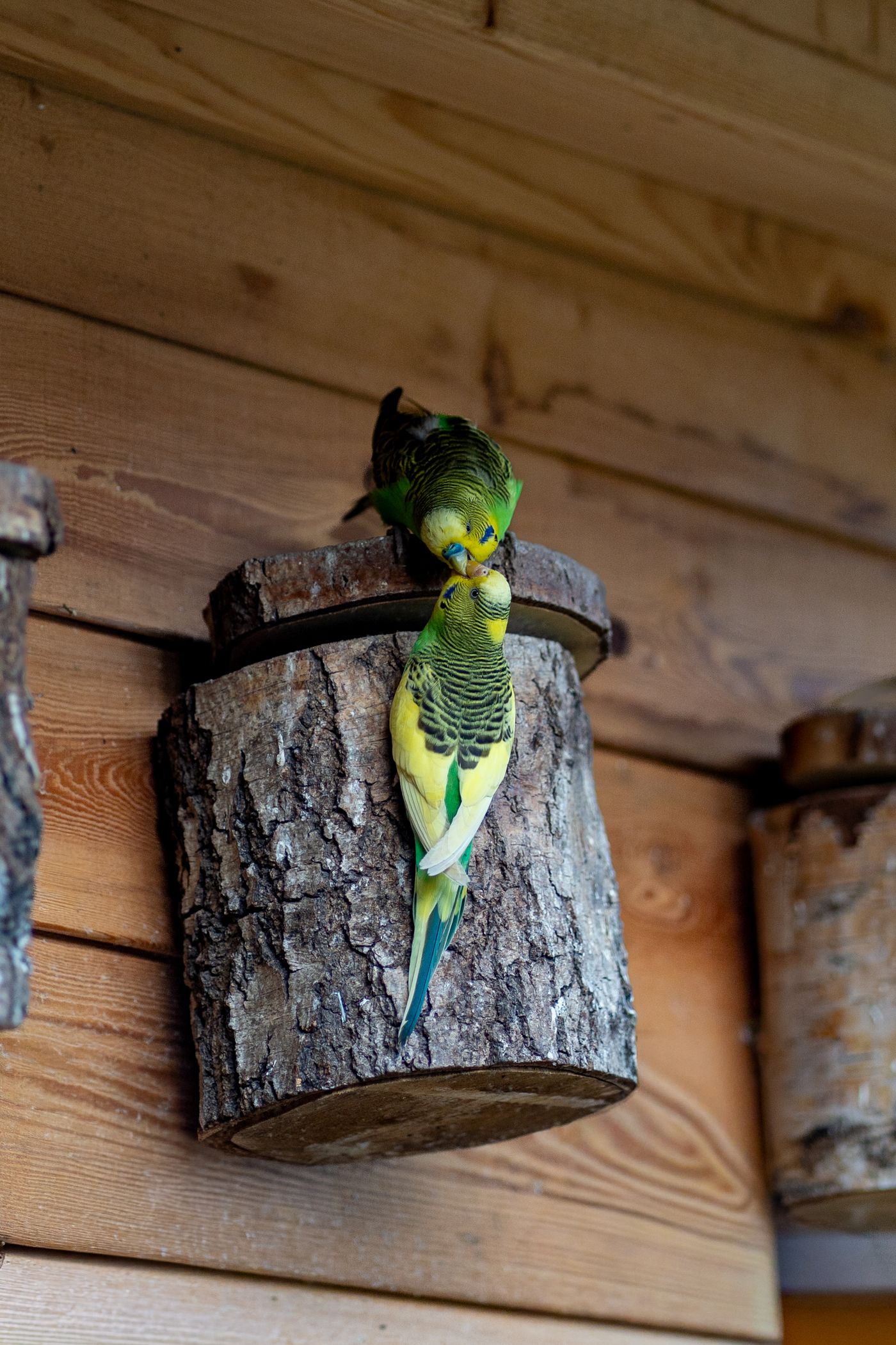 Zwei Wellensittiche an einem Naturast