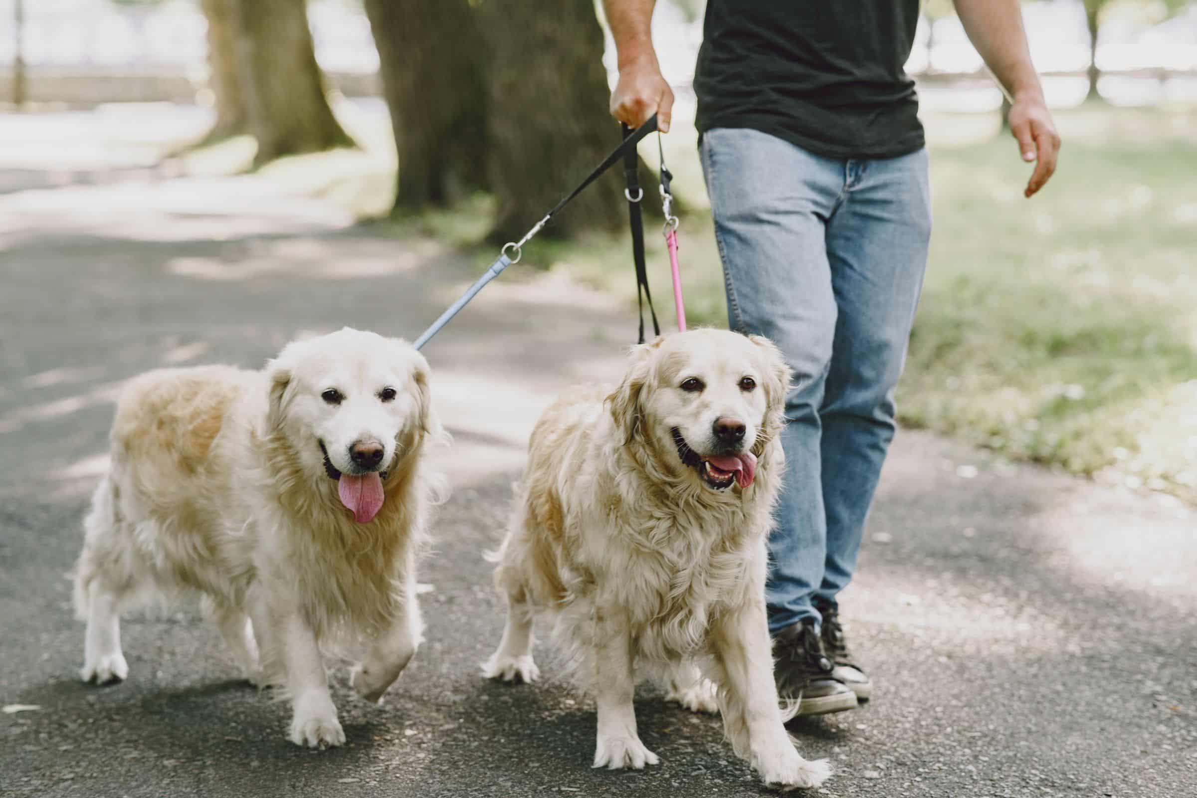 Zwei Hunde gehen gemeinsam an lockerer Leine spazieren