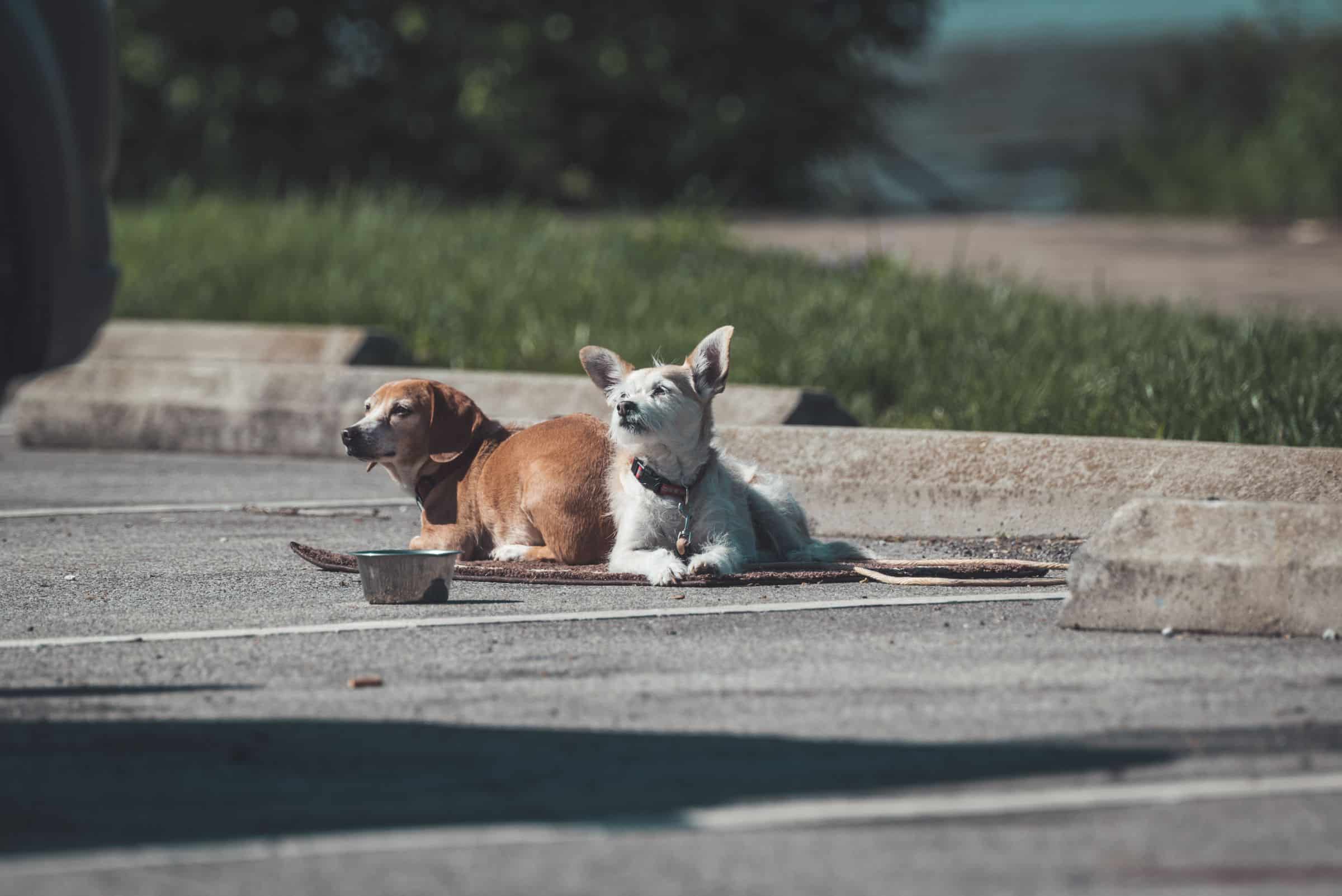 Zwei Hunde liegen entspannt nebeneinander zu Hause