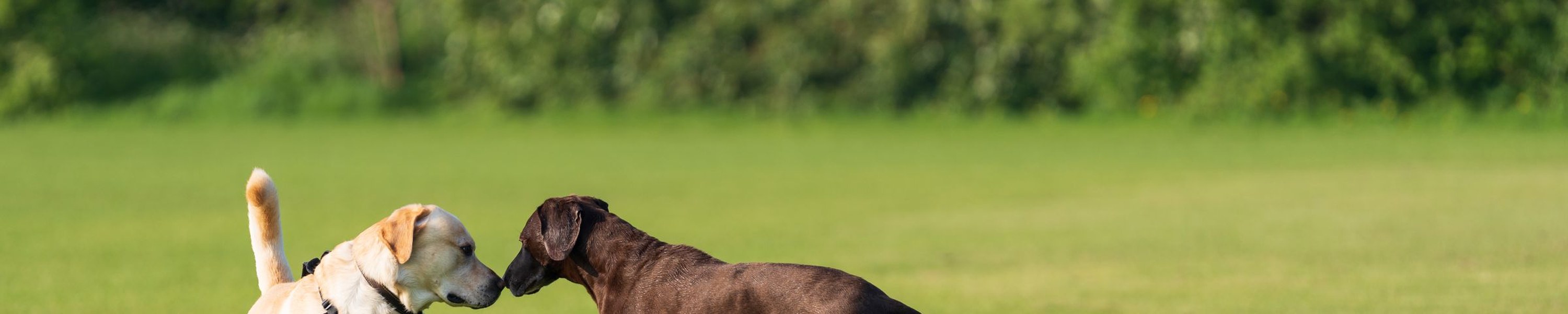Zweithund anschaffen: So gelingt das Zusammenleben