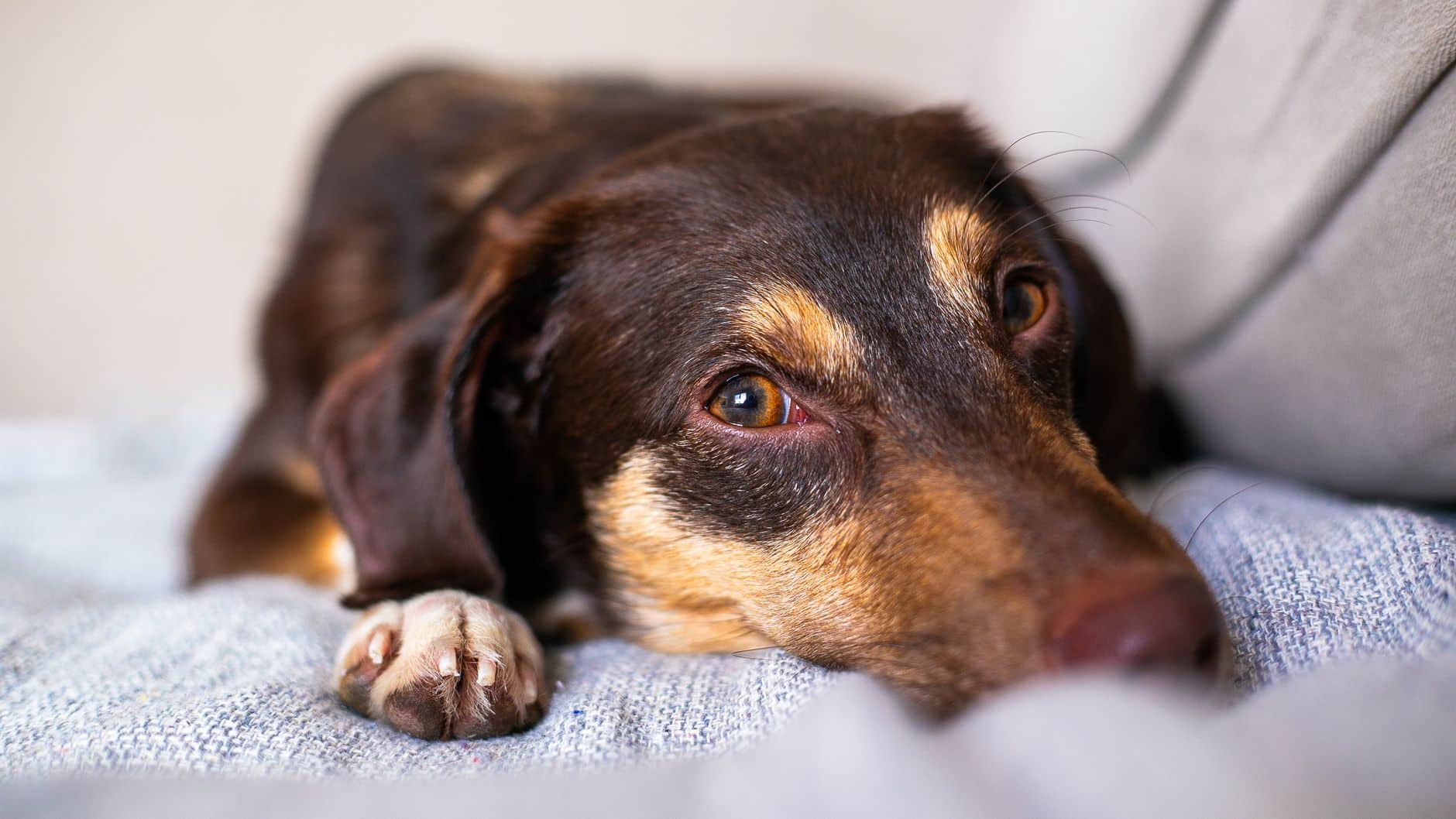 Hund auf dem Sofa, Tierhaare im Polster – go4vet