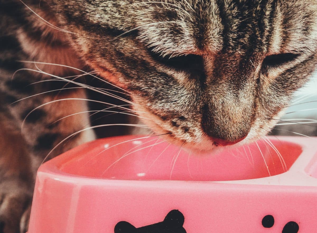 Katze frisst Futter aus einem Napf, Nahaufnahme