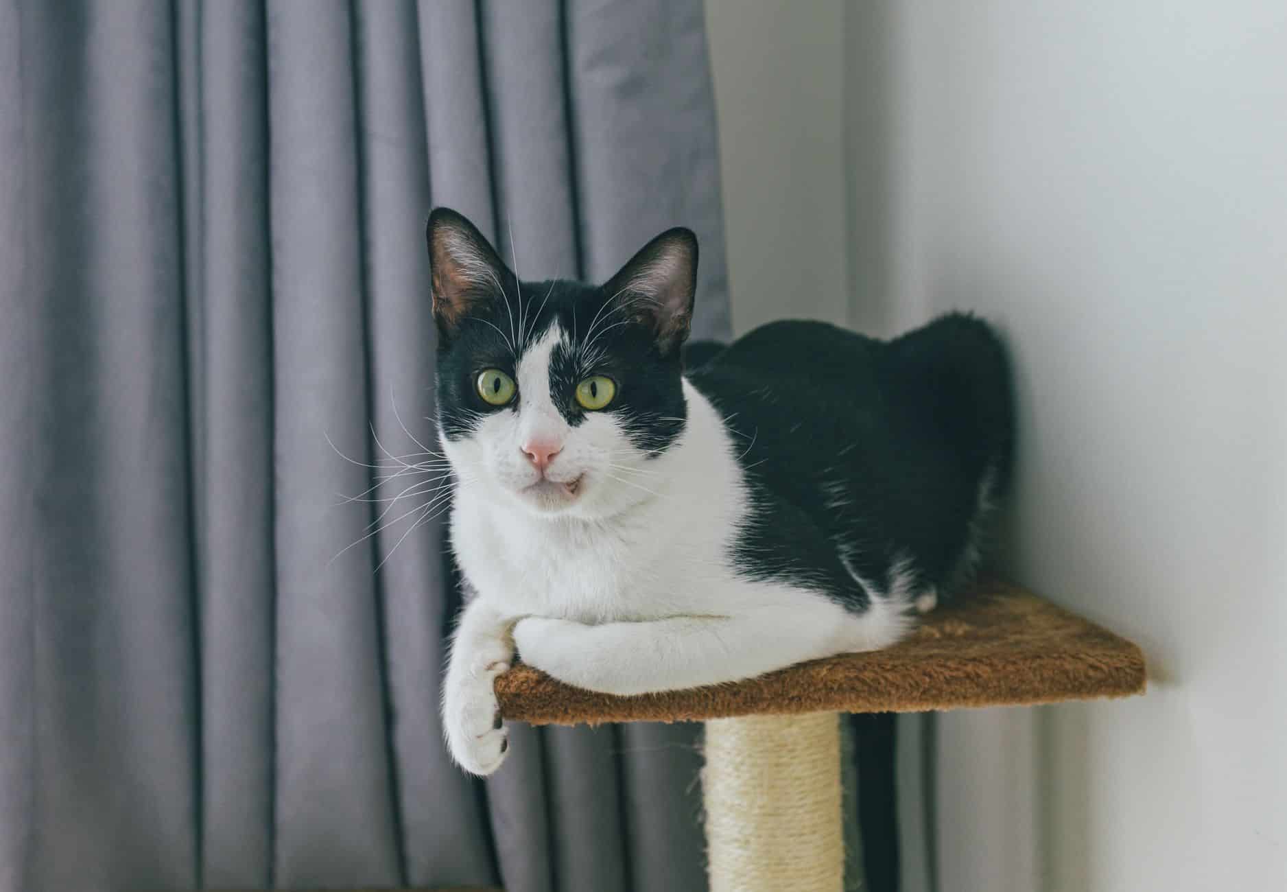 Katze am Kratzbaum, Reinigung von Sisal und Stoffflächen – go4vet