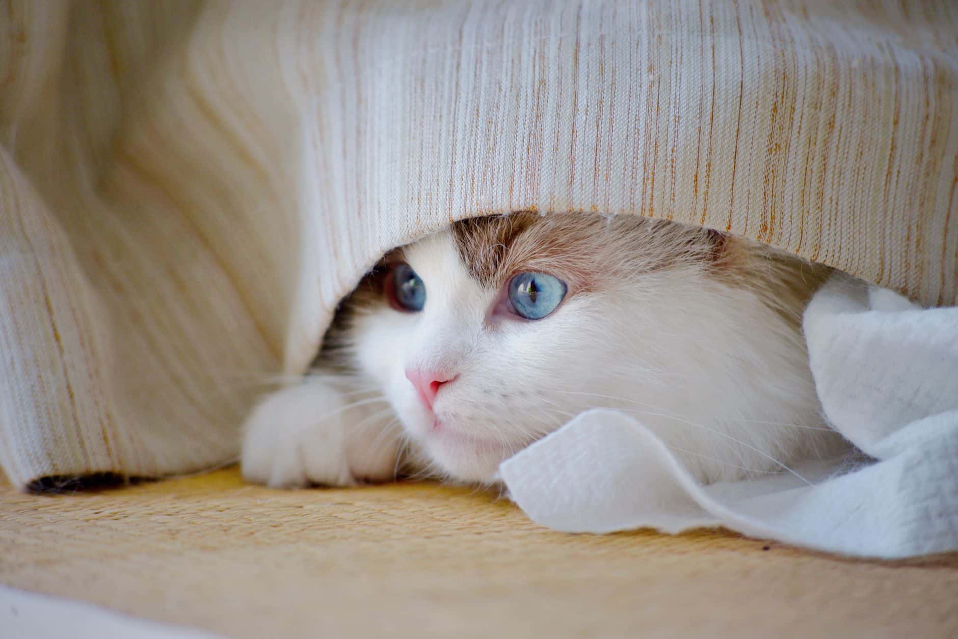 Katze mit Rückzugsmöglichkeit in der Eingewöhnung – go4vet