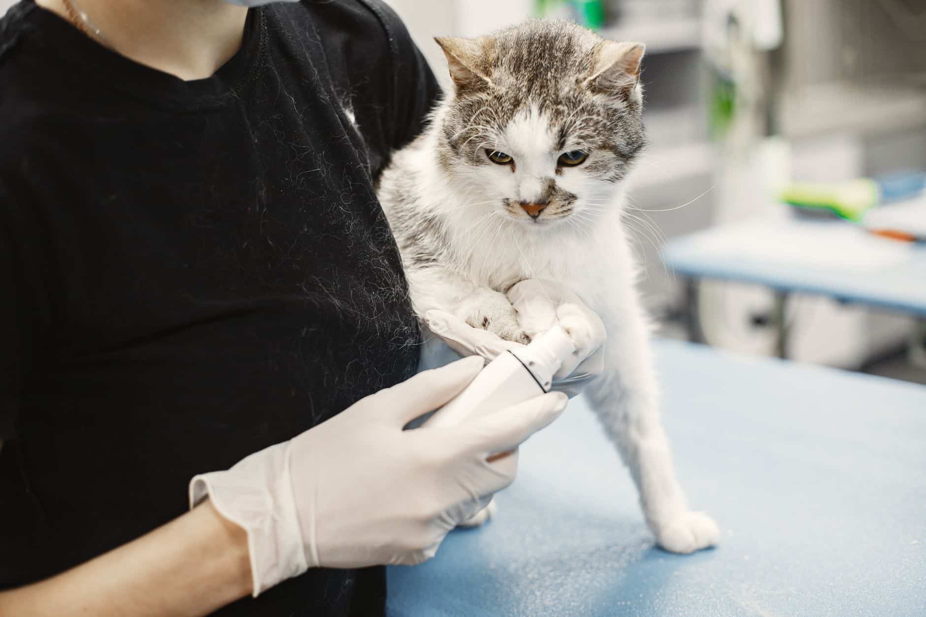 Tierärztliche Untersuchung einer Katze – go4vet