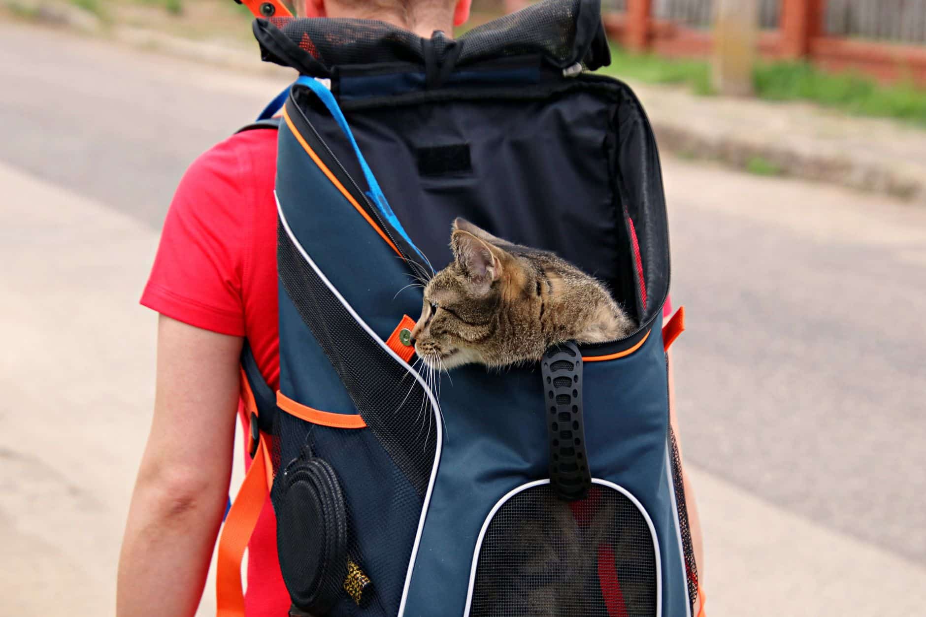 Katze in der Transportbox nach der Ankunft – go4vet