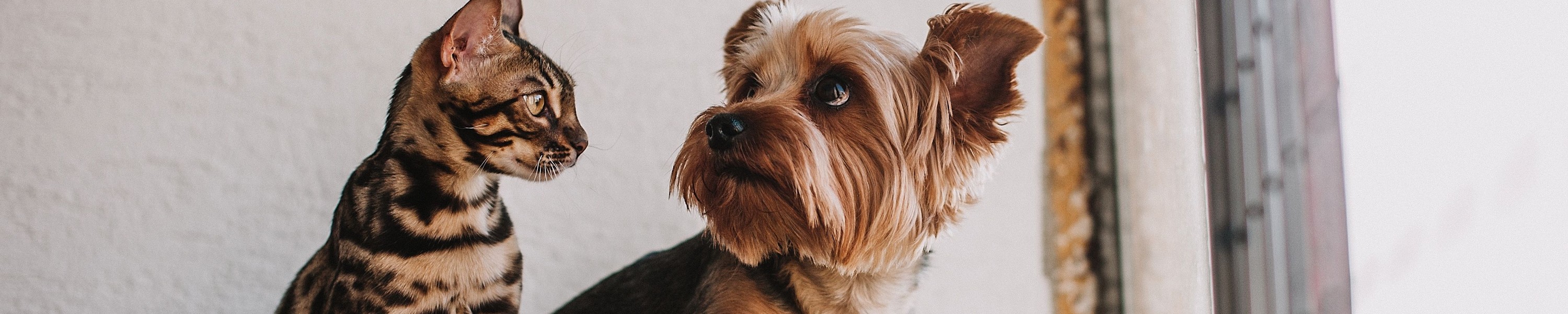 Staubsauger für Tierhaare: Worauf Hunde- und Katzenbesitzer beim Kauf achten sollten