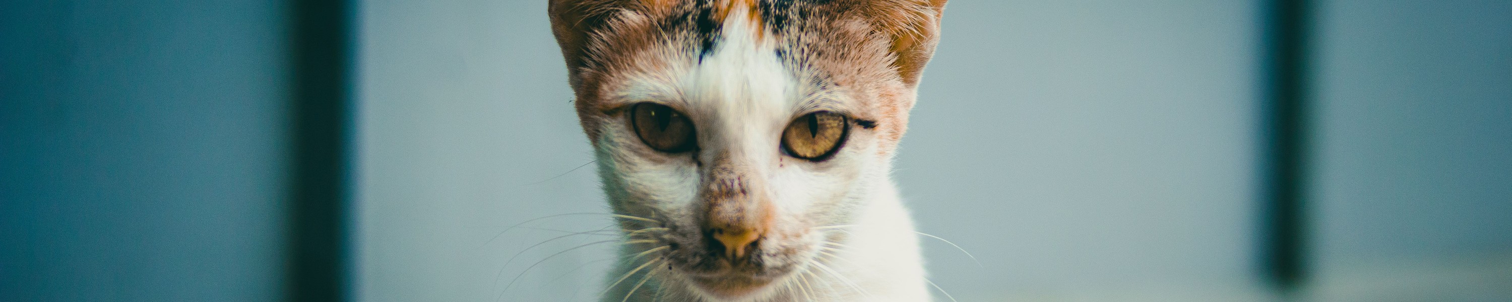 Katze aus dem Auslandstierschutz: Der tiermedizinische Erstcheck nach der Ankunft
