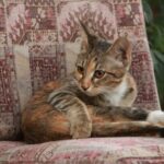 Ätherische Öle und Duftlampen: Warum sie für Katzen giftig sind