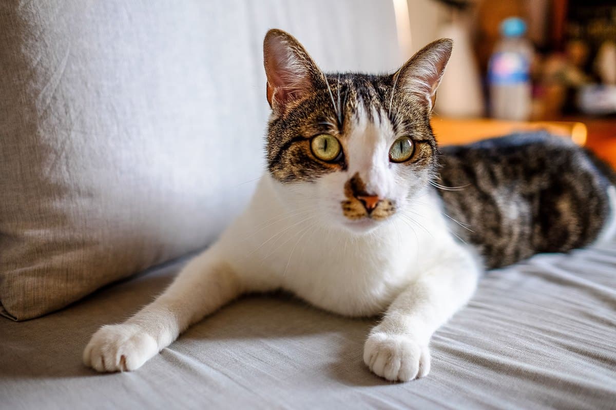 Getigerte Katze mit weißer Brust liegt auf dem Sofa