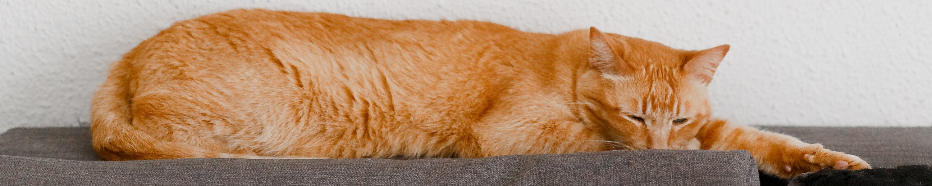 Ätherische Öle und Duftlampen: Warum sie für Katzen giftig sind
