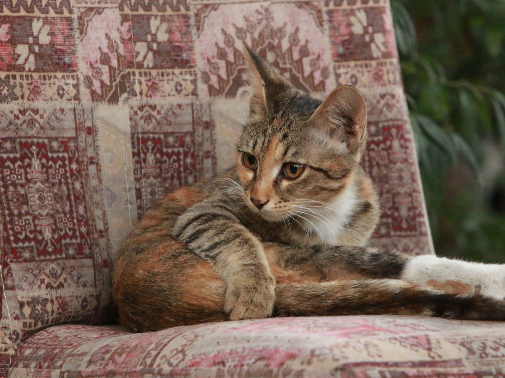 Ätherische Öle und Duftlampen: Warum sie für Katzen giftig sind