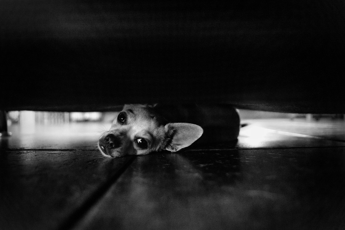 Kleiner Hund versteckt sich unter einem Sofa