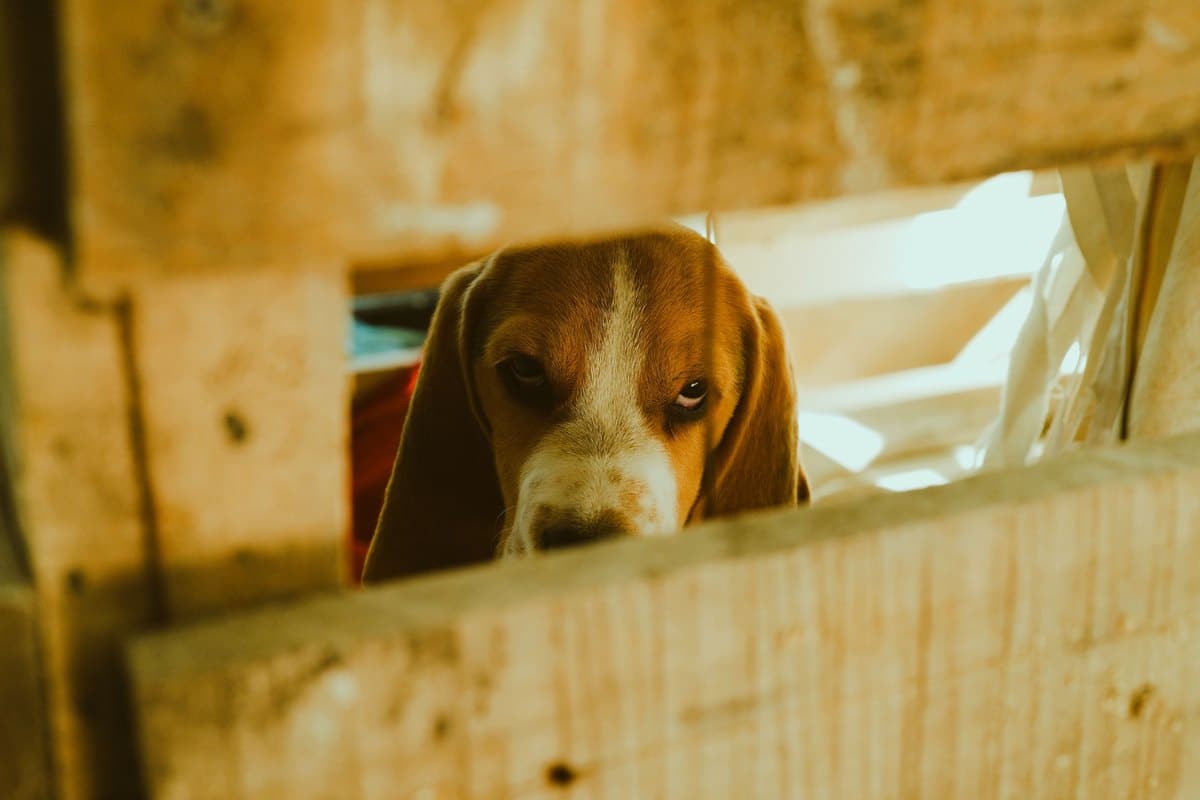 Beagle schaut aus einem Holzversteck hervor