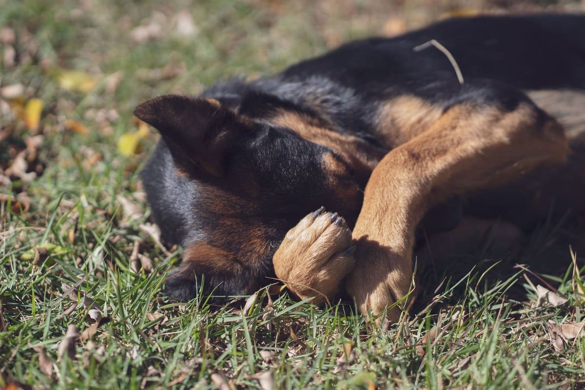 Hund schläft entspannt im Gras