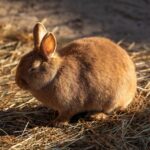 E. cuniculi beim Kaninchen: Kopfschiefhaltung erkennen