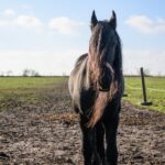 Friese Pferd: Rasseporträt mit Steckbrief, Charakter und Gesundheit
