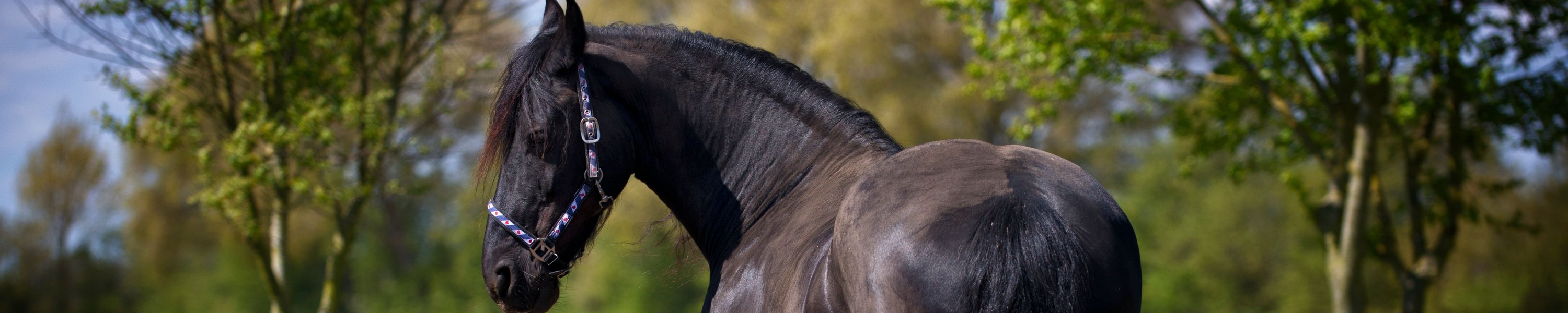 Friese Pferd: Rasseporträt mit Steckbrief, Charakter und Gesundheit
