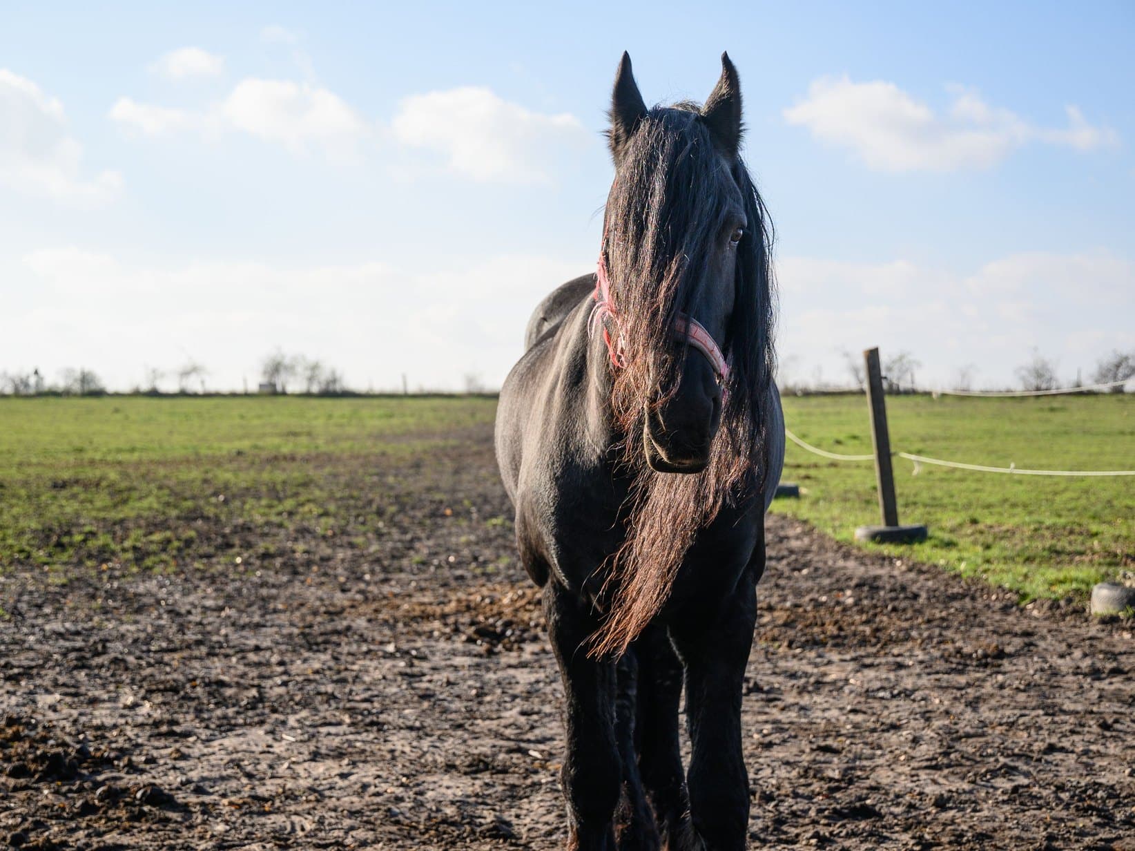 Friese Pferd: Rasseporträt mit Steckbrief, Charakter und Gesundheit