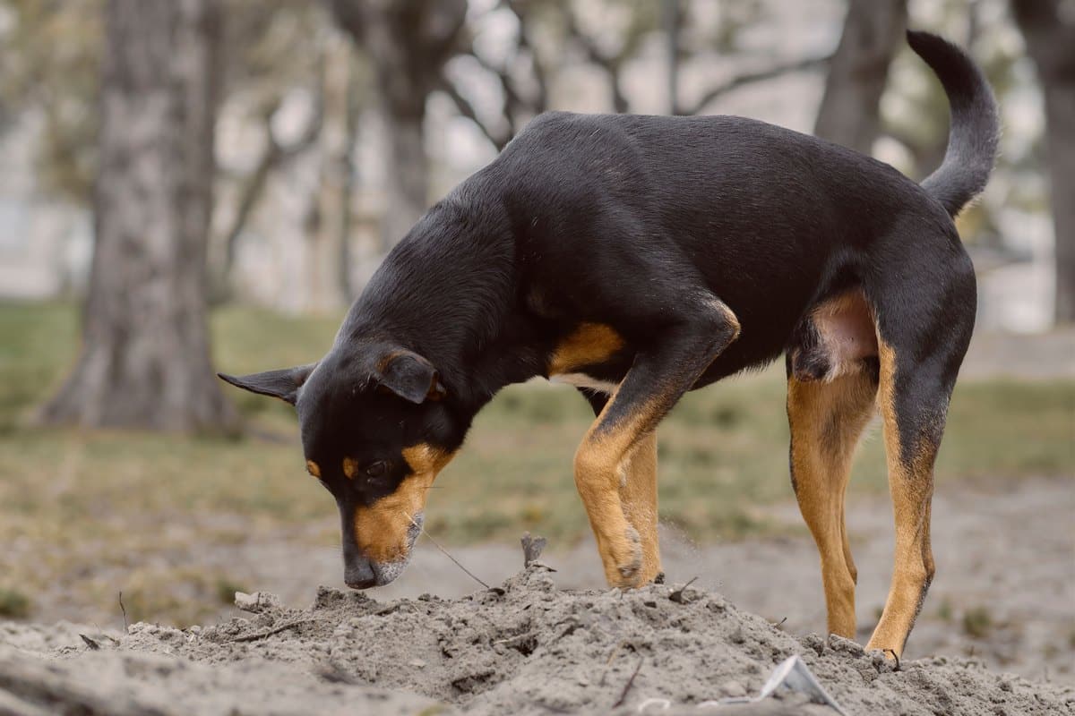 Schwarz-brauner Hund schnüffelt im Park am Boden