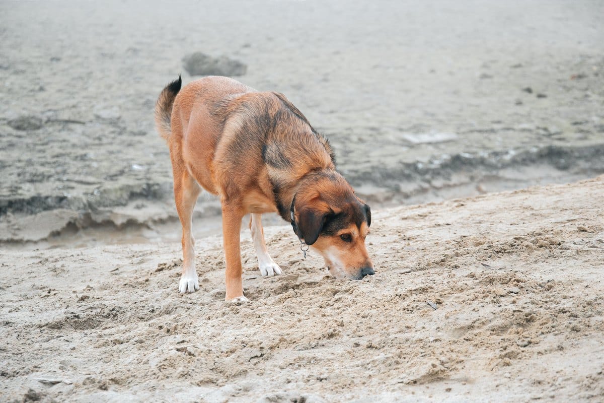 Hund erkundet schnüffelnd einen Sandweg